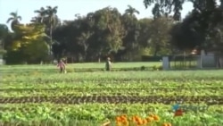Considera el Congreso de Estados Unidos expandir exportación agrícola a Cuba Considera el Congreso de Estados Unidos expandir exportación agrícola a Cuba