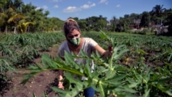 Alianza Cubana por la Inclusión en campaña por la mujer rural de Cuba Alianza Cubana por la Inclusión en campaña por la mujer rural de Cuba